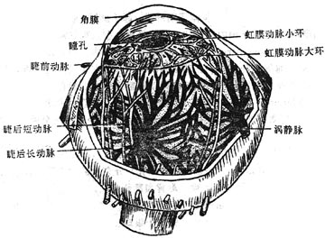 虹膜动脉和涡静脉