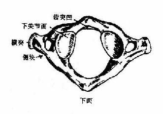 环椎