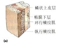 食管壁结构横纹肌层的近段结构