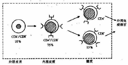 T细胞在胸腺内的发育过程