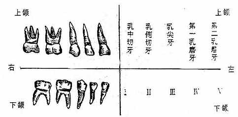 乳牙的形态、名称