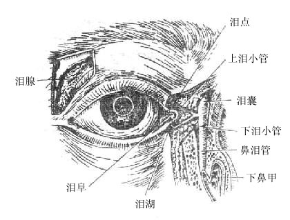 泪器