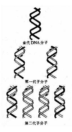 (一)DNA的半保留复制(semiconservative replication)