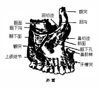 上颌骨