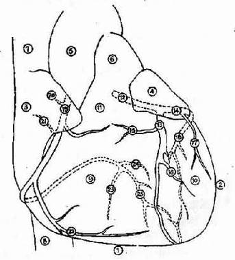 冠状动脉分布示意图