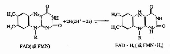 (二)黄素蛋白(flavoproteins)