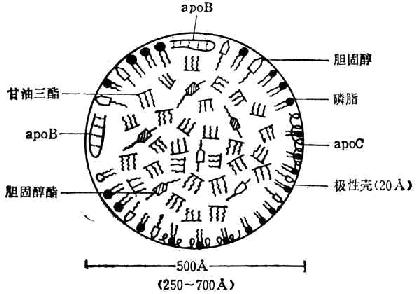 极低密度脂蛋白结构模型 