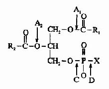 (三)甘油磷脂的分解