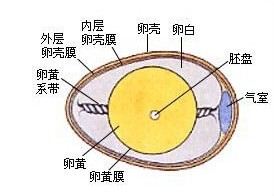 每100克鸡蛋的营养成分