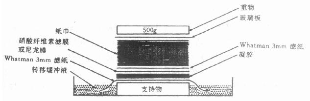 Southern转膜示意图 