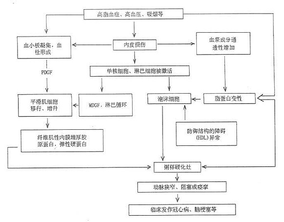 动脉粥样硬化的发病机制（假说）