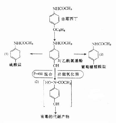 非那西丁及对乙酰氨基酚的体内代谢