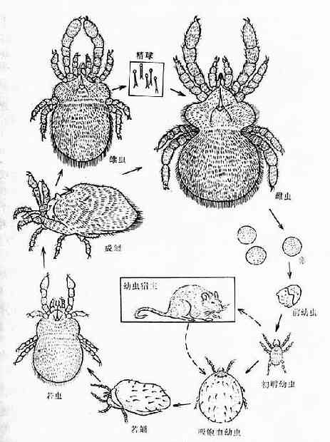地里纤恙螨生活史