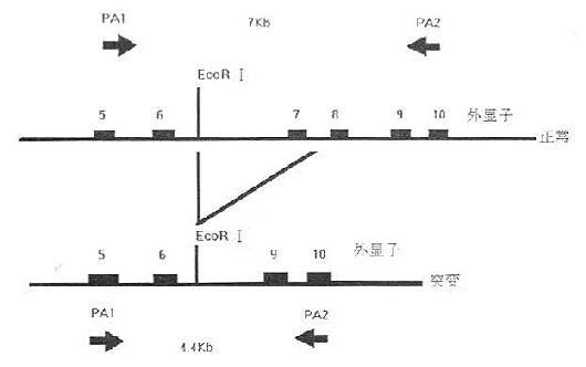 FH患者LDL-R基因缺失示意图