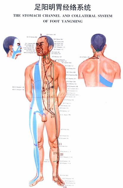 足阳明胃经经穴分寸歌