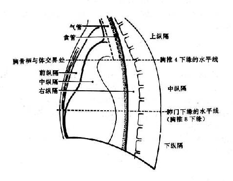 纵隔分区示意图