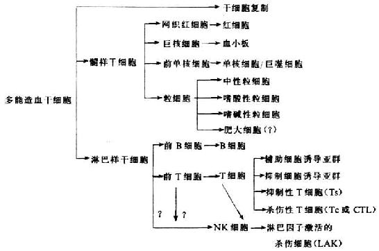 骨髓干细胞和免疫细胞的分化