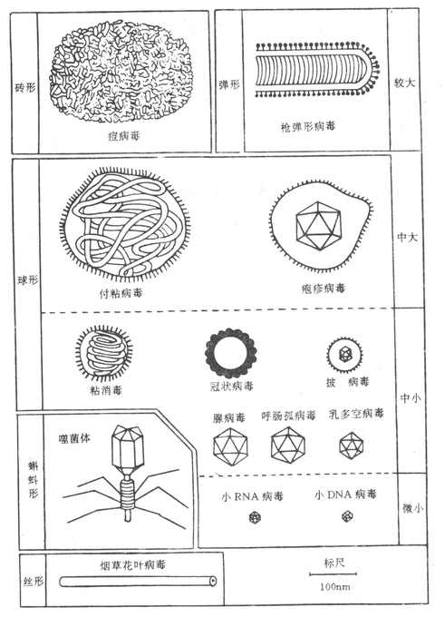 各种主要病毒的形态与大小比较（模式图）