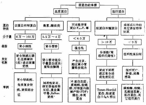 蛋白尿分类及发生机制