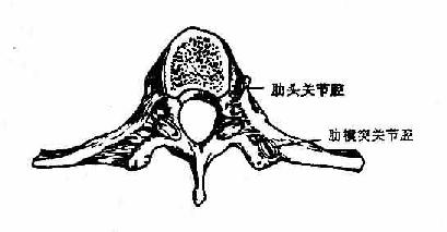 肋椎关节