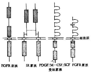 受体型酪氨酸激酶示意图