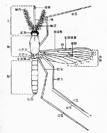 雌库蚊模式图