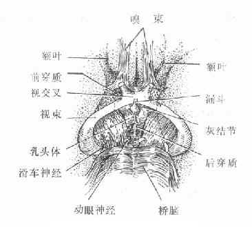 视交叉与相邻组织之关系