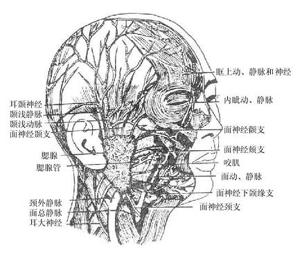 面部浅层结构