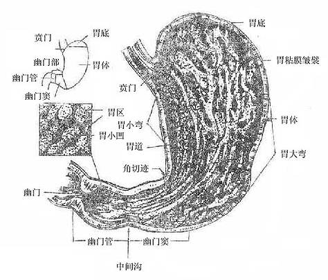 胃的形态、分部和粘膜