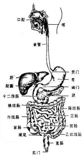 消化系统全貌