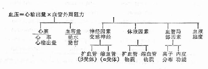 二、高血压的原因和机制