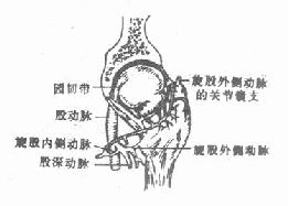 股骨头的血液供应