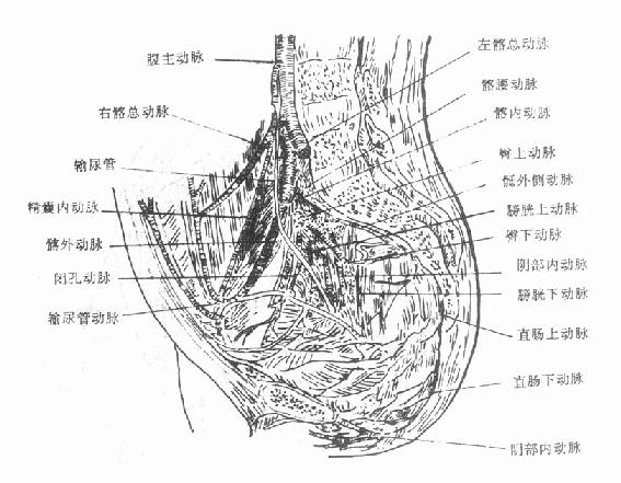 骨盆内血管