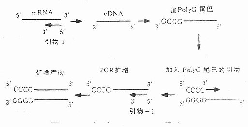 锚定PCR原理示意图 