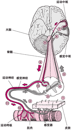 肌肉-脑通路