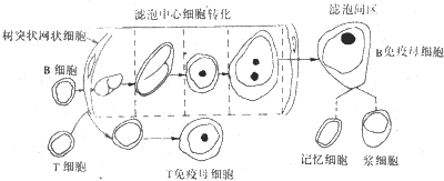 淋巴细胞转化过程示意图