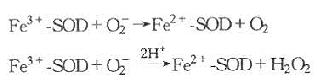 一、超氧化物歧化酶作用