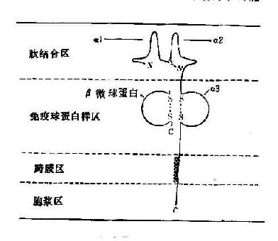 HLA-Ⅰ类分子结构示意图