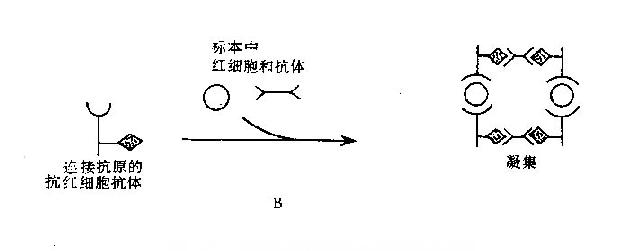 自身红细胞凝集试验原理示意图