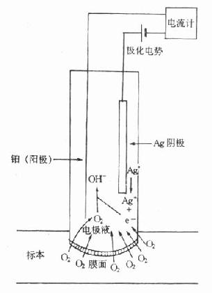 PO2电极结构示意图