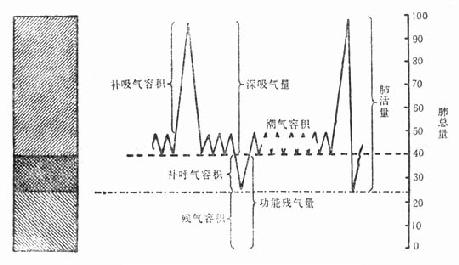 肺容量及其组成