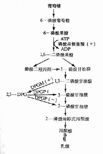 3—DPG的生成与分解