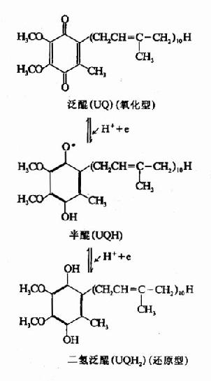 (三)铁硫蛋白(iron?sulfur proteins,Fe-S)