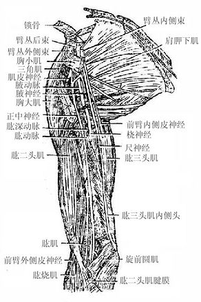 臂前内侧的结构