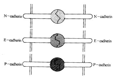 Cadherin分子相互作用的模式图