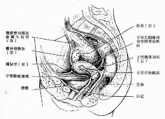 女性盆腔纵切面观