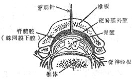 硬膜外腔横断面