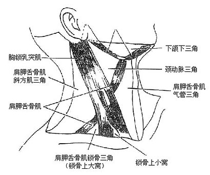 颈部分区