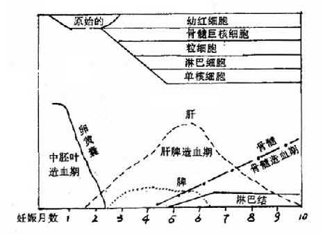 胎儿期造血