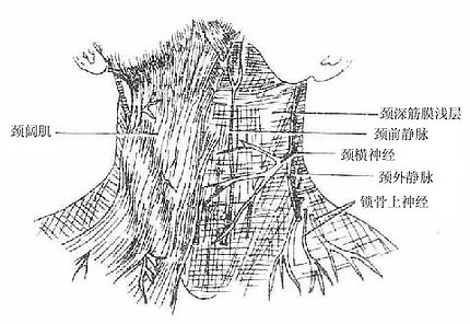 颈阔肌及颈部浅层结构